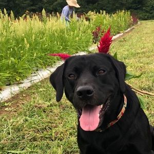 Meet your Posher, Sara